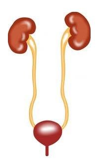 Dr. Sreedhar's Kidney, Gyn and IVF Hospital, Gachibowli
